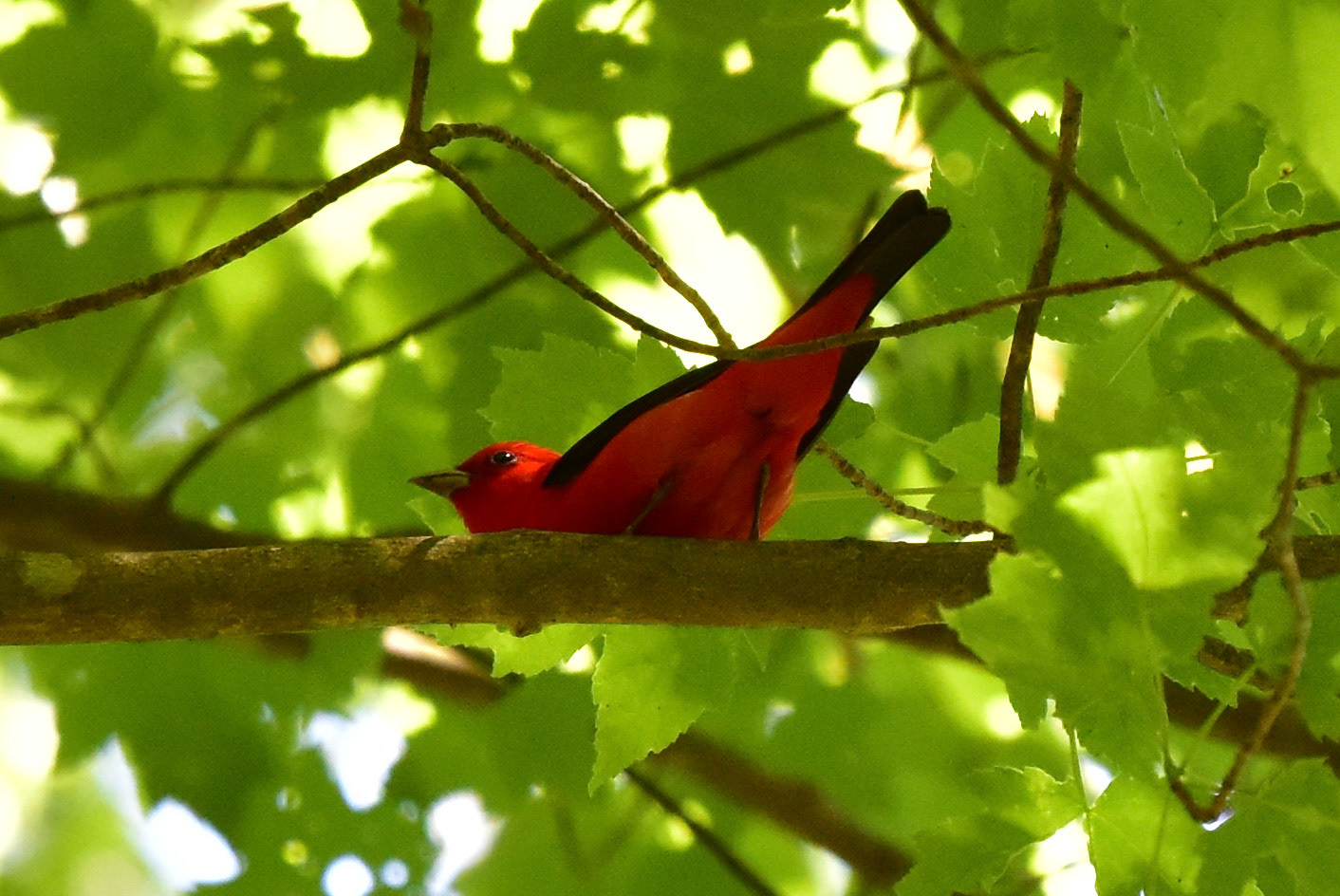Scarlet Tanager