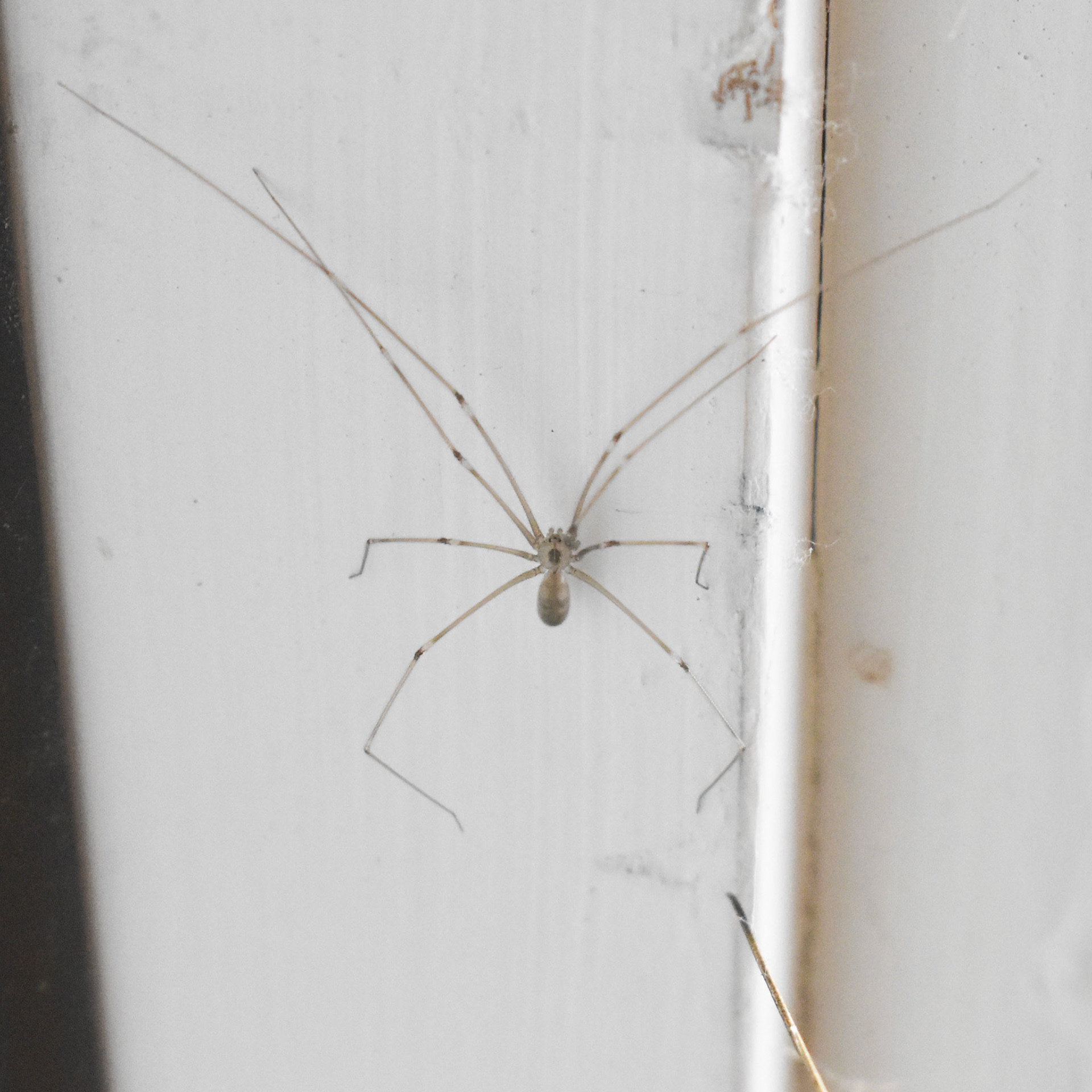Cellar Spider