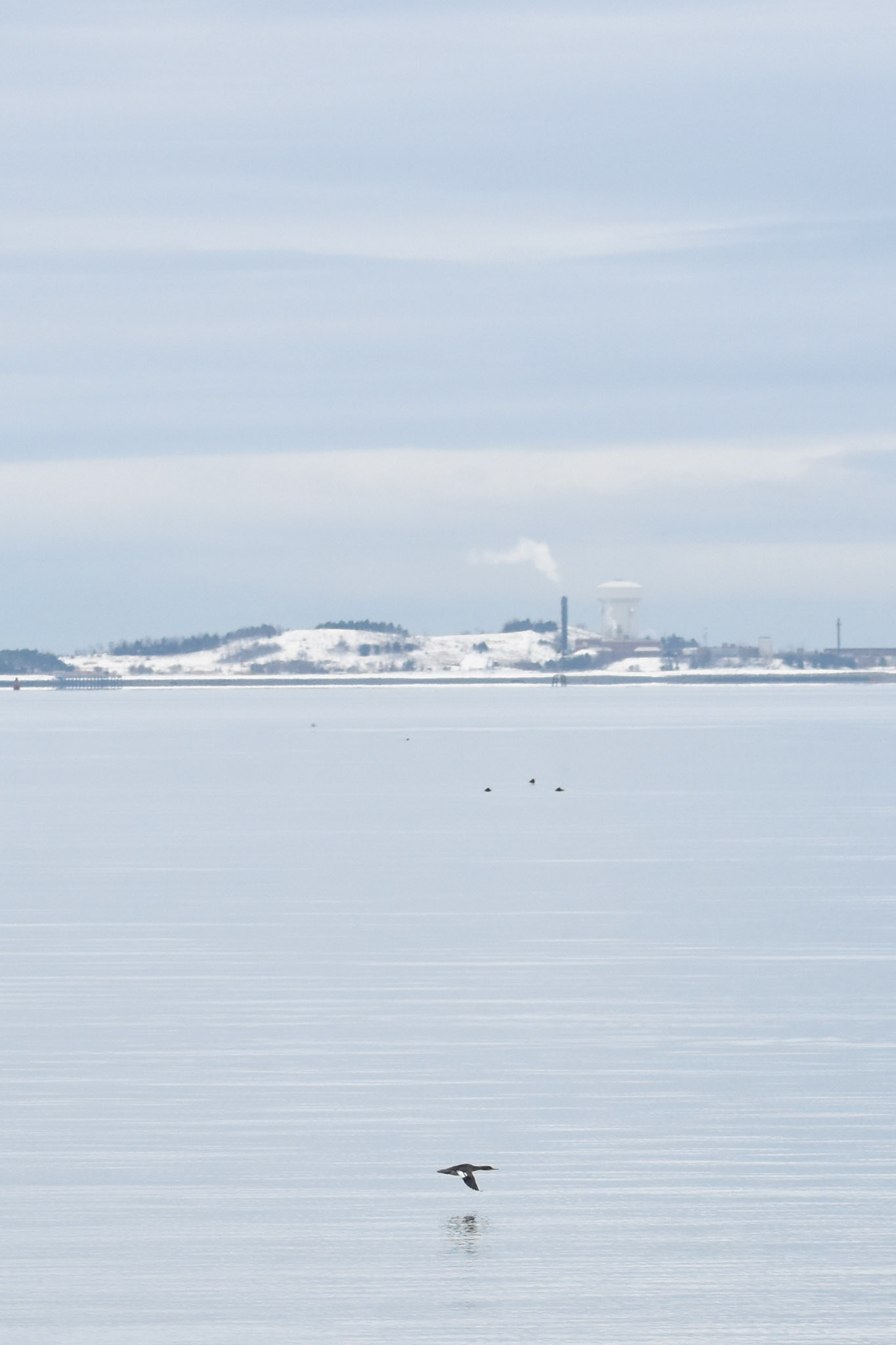 7. Red-breasted Merganser