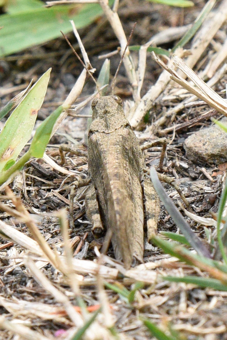 Carolina Grasshopper