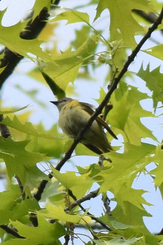 American Redstart (female or juvenile)
