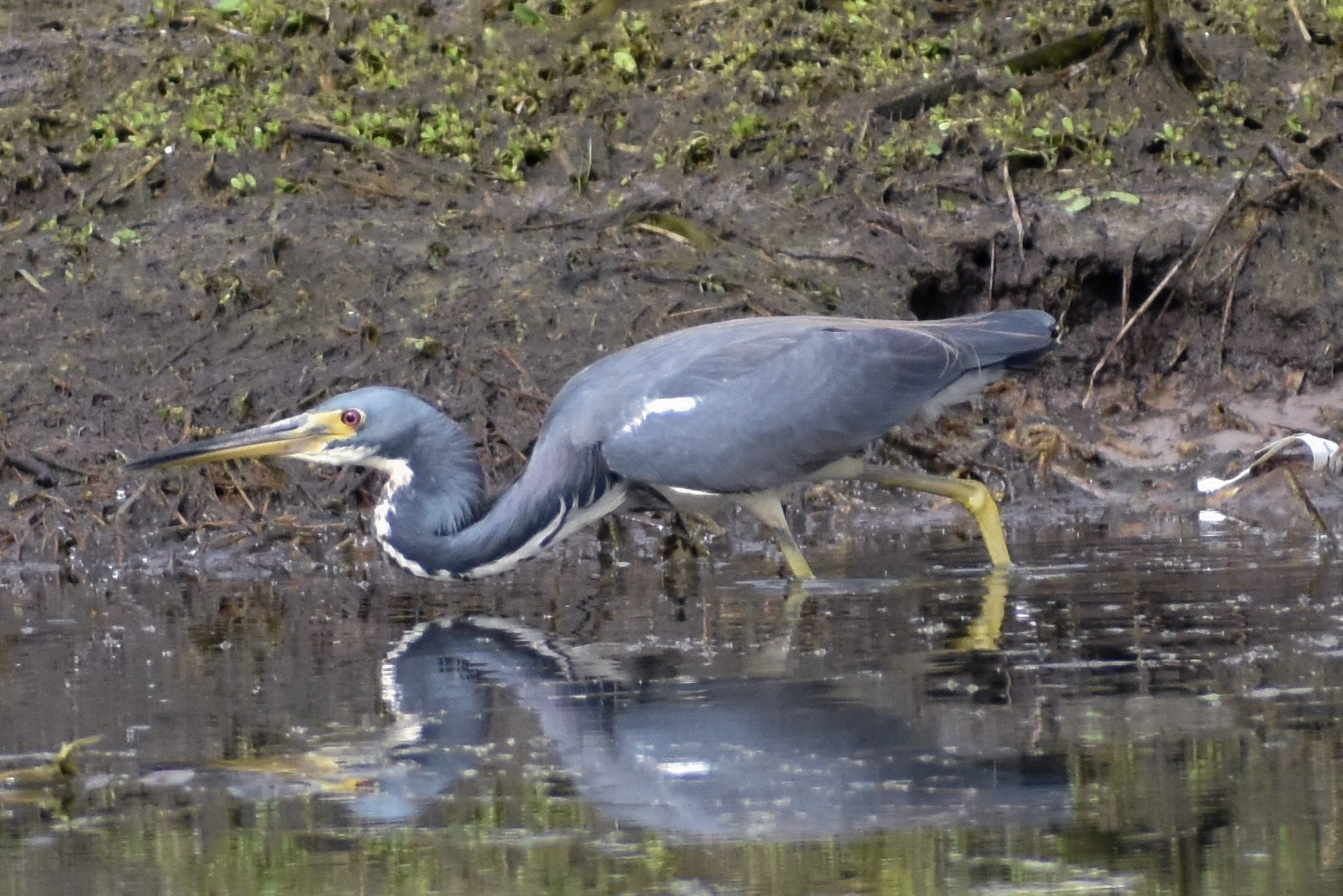 Tricolored Heron