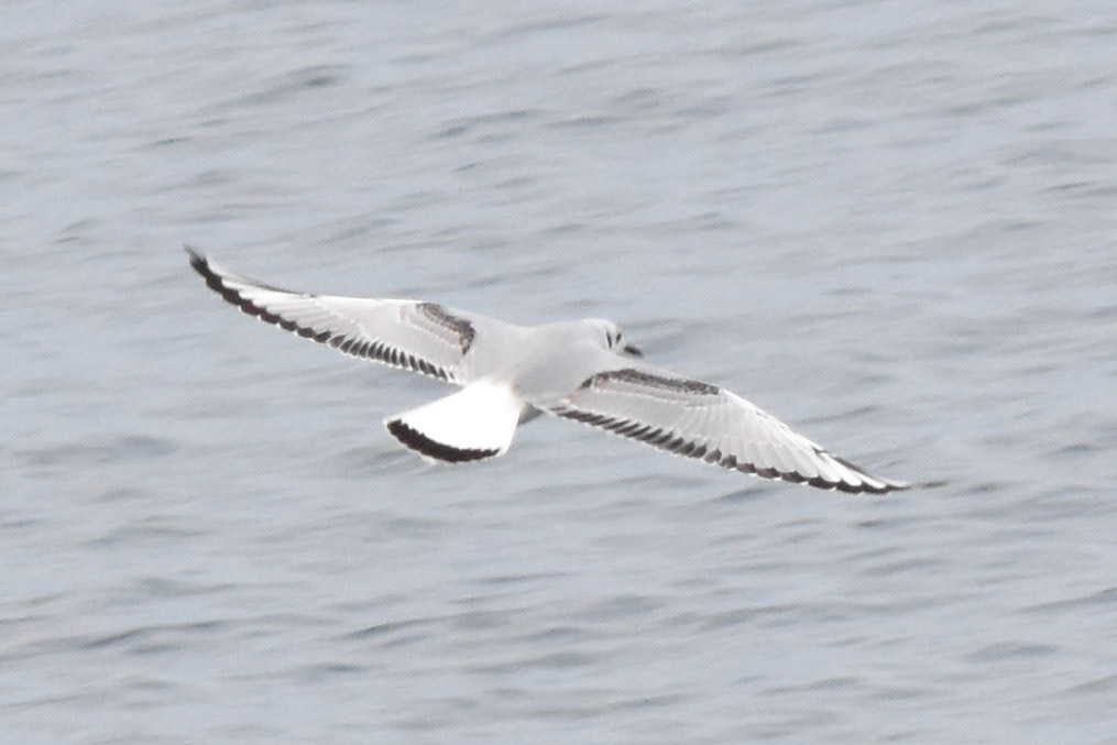 Bonaparte's Gull