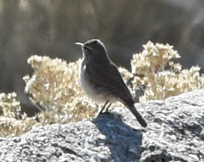 Rock Wren
