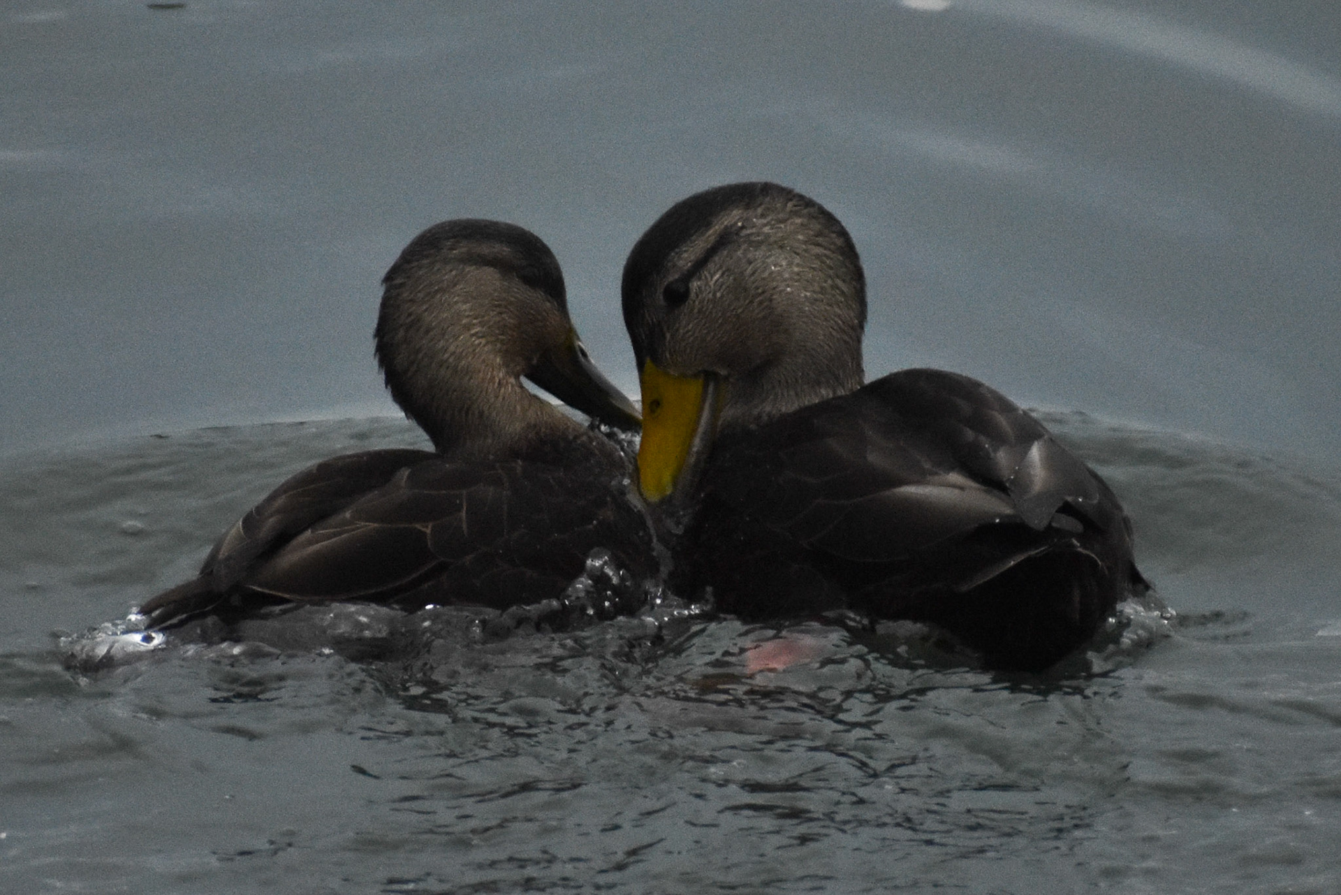 American Black Duck
