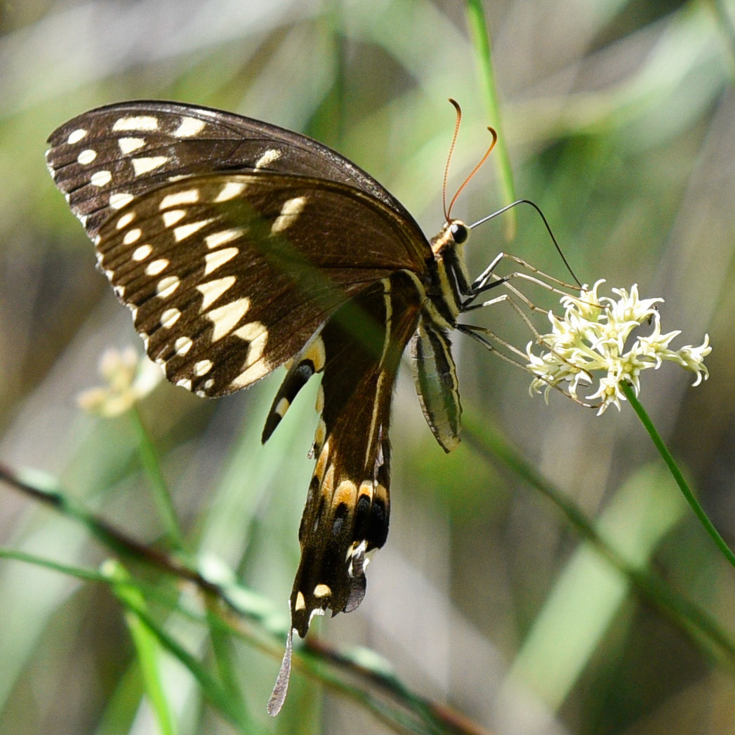 Palamedes Swallowtail