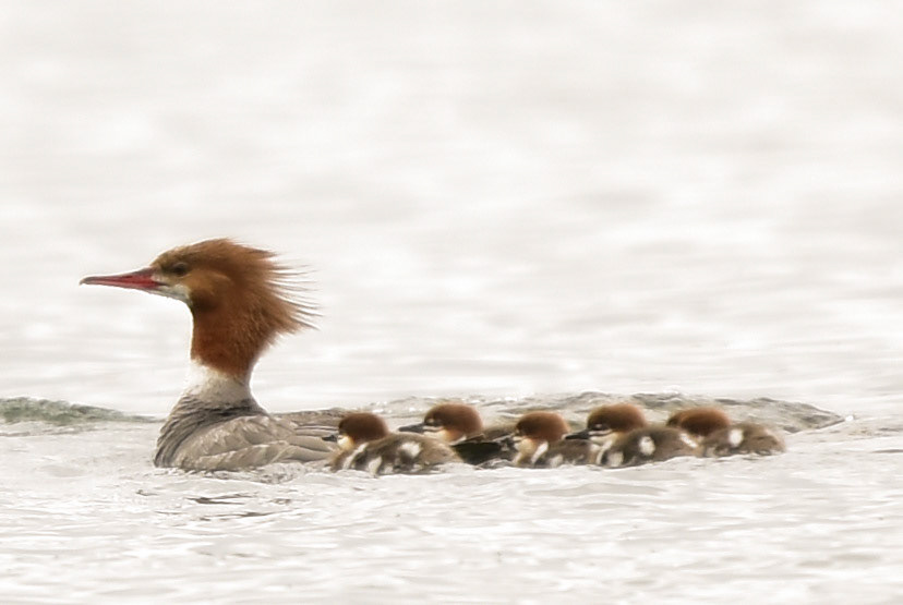 Common Merganser (female and juveniles)