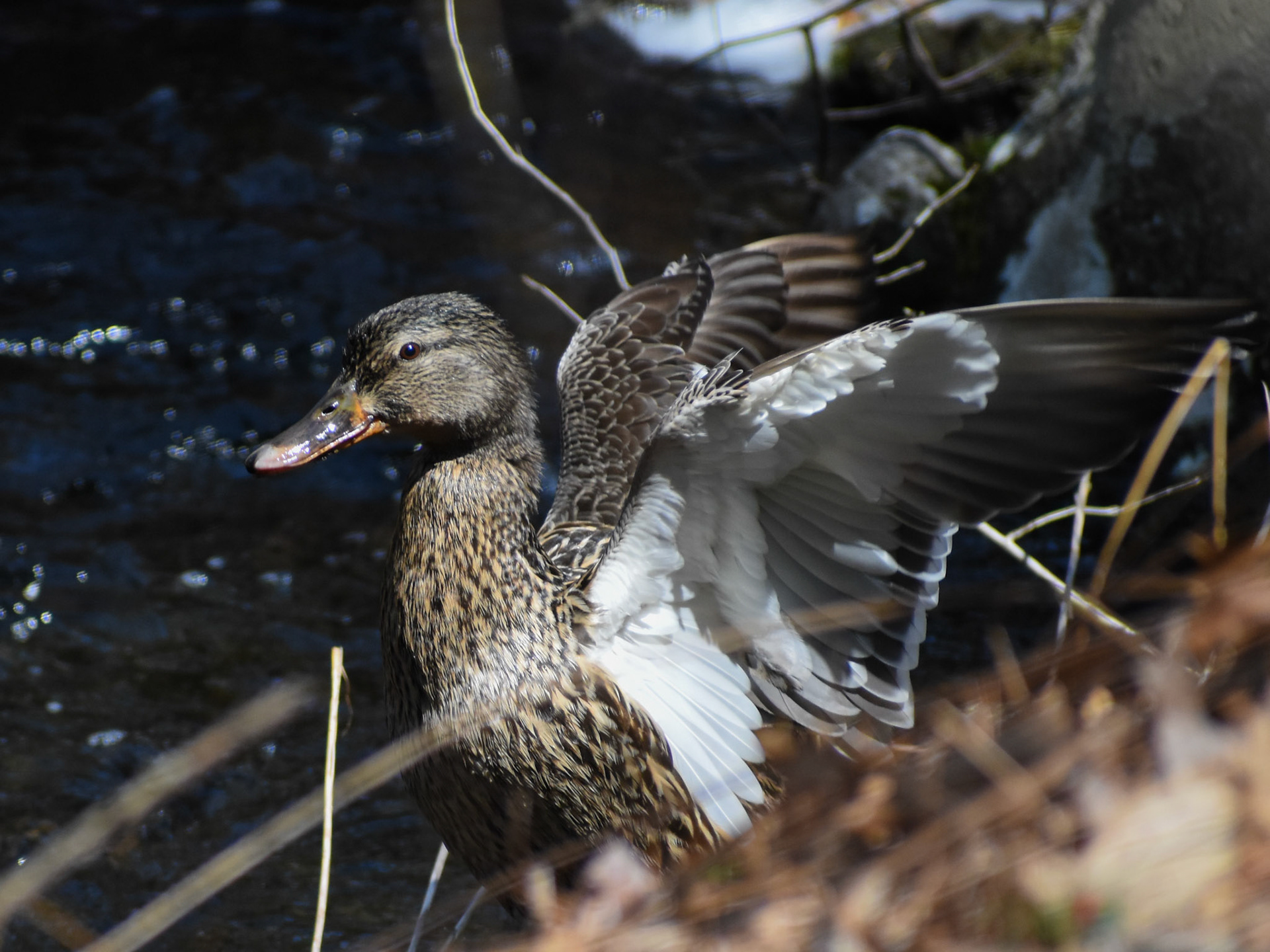 Mallard
