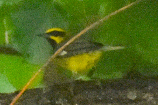 Lawrence's Warbler (blue-winged warbler x golden-winged warbler hybrid)