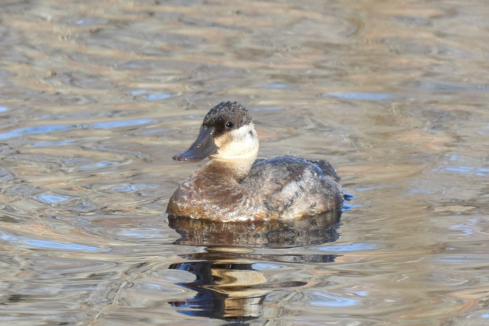 Ruddy Duck (female)