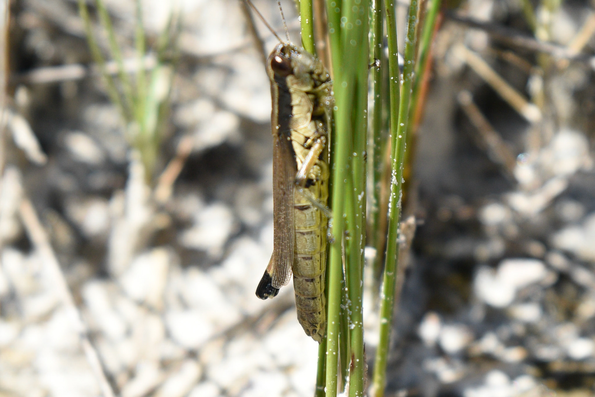 Olive-green Swamp Grasshopper
