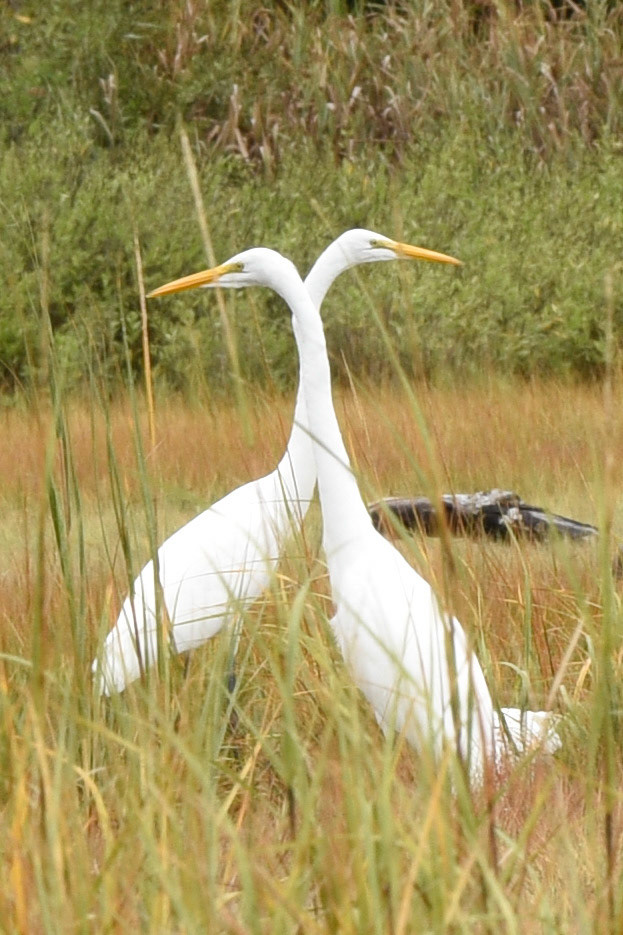 Great Egret