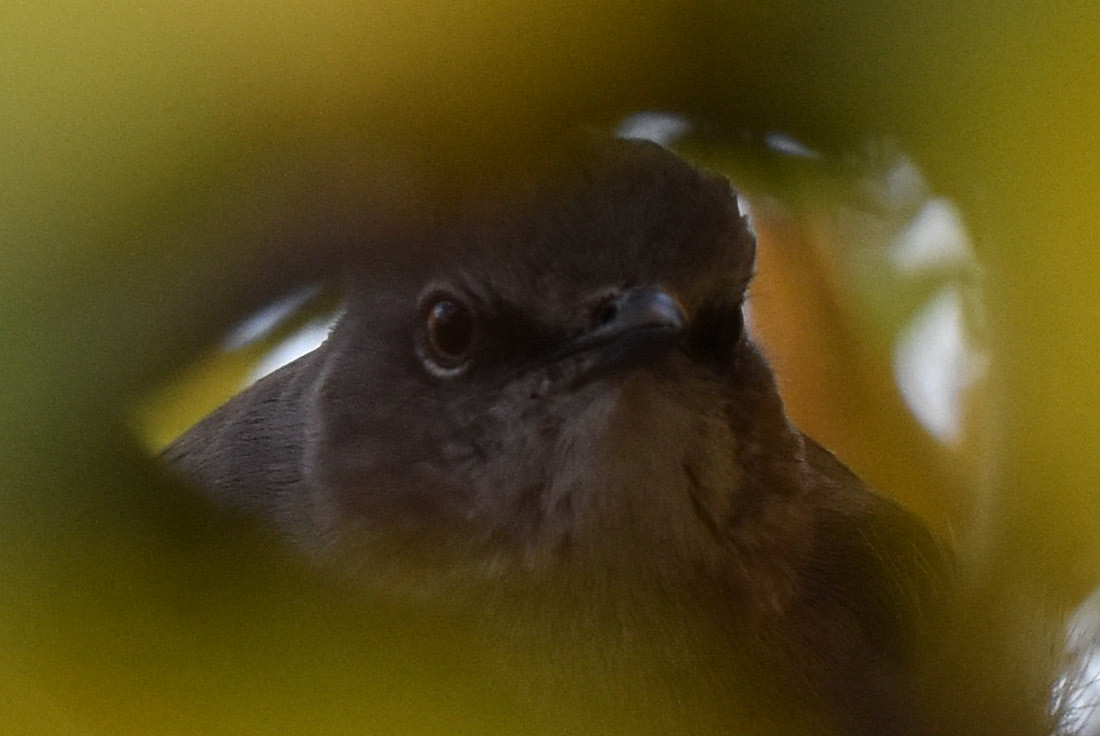 Northern Mockingbird