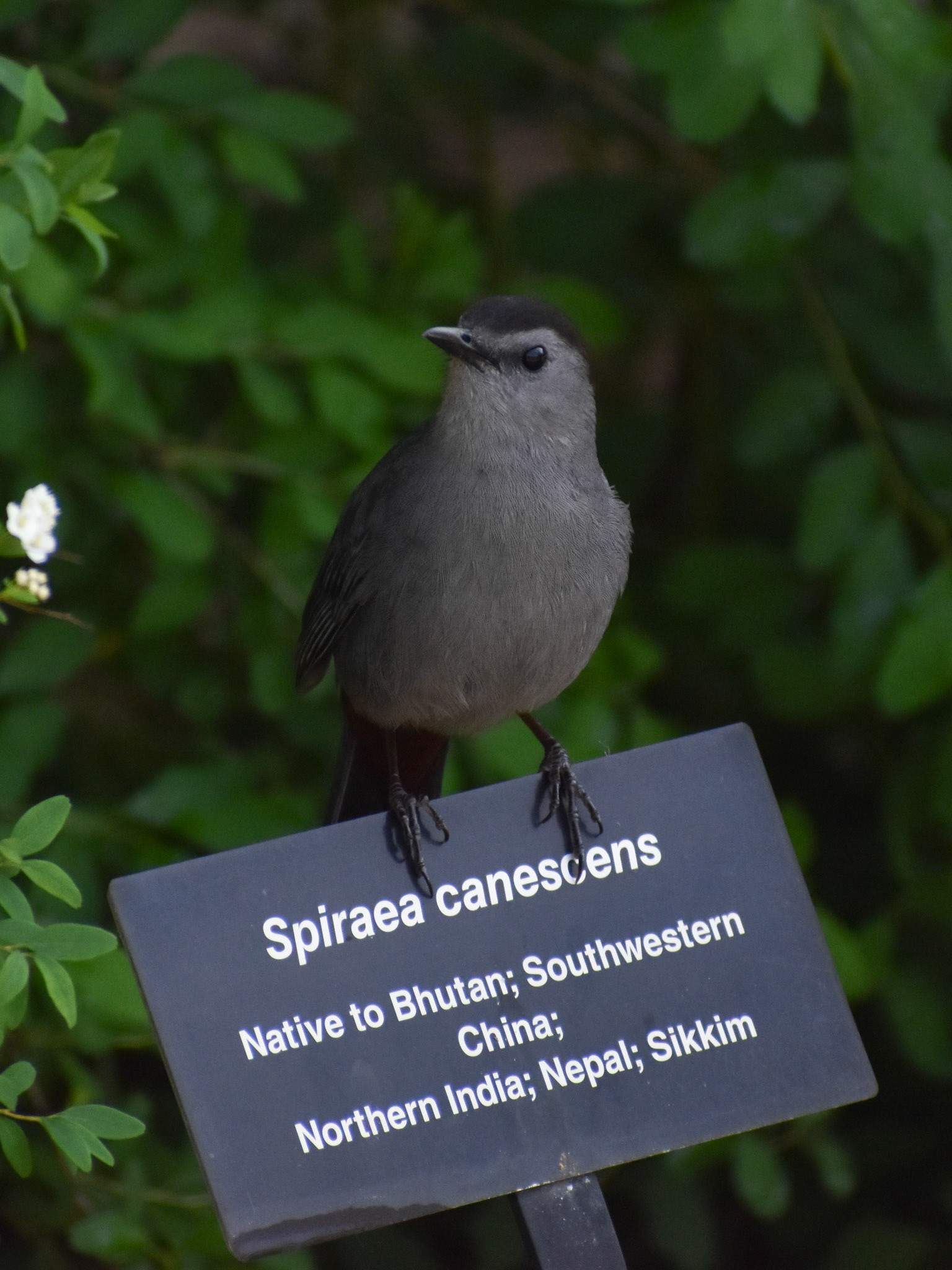 Grey Catbird