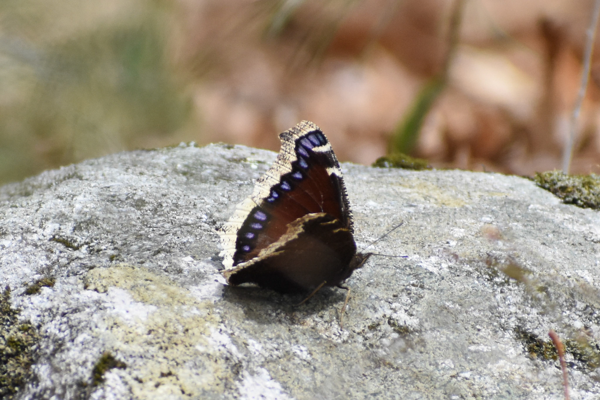 Mourning Cloak