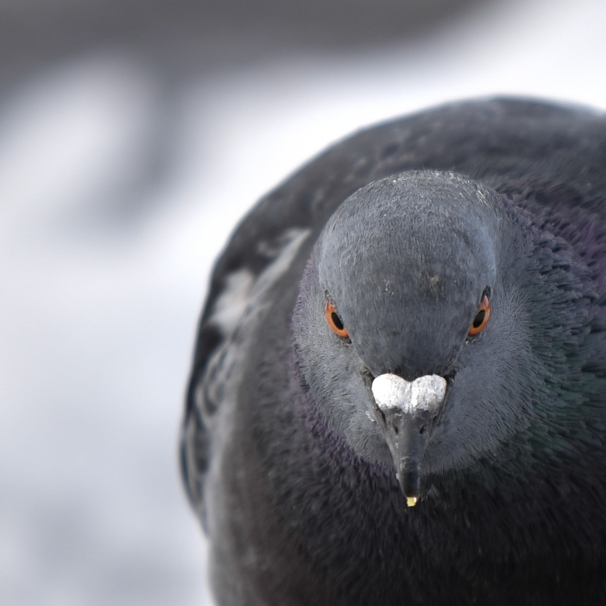 Rock Dove