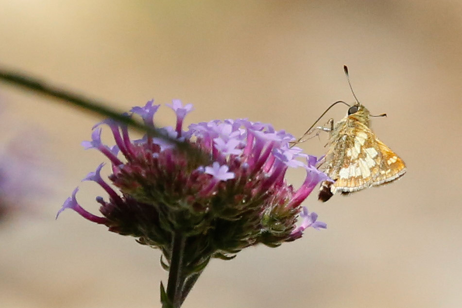 Peck's Skipper