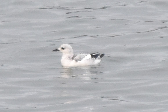 Black Guillemot (non-breeding)