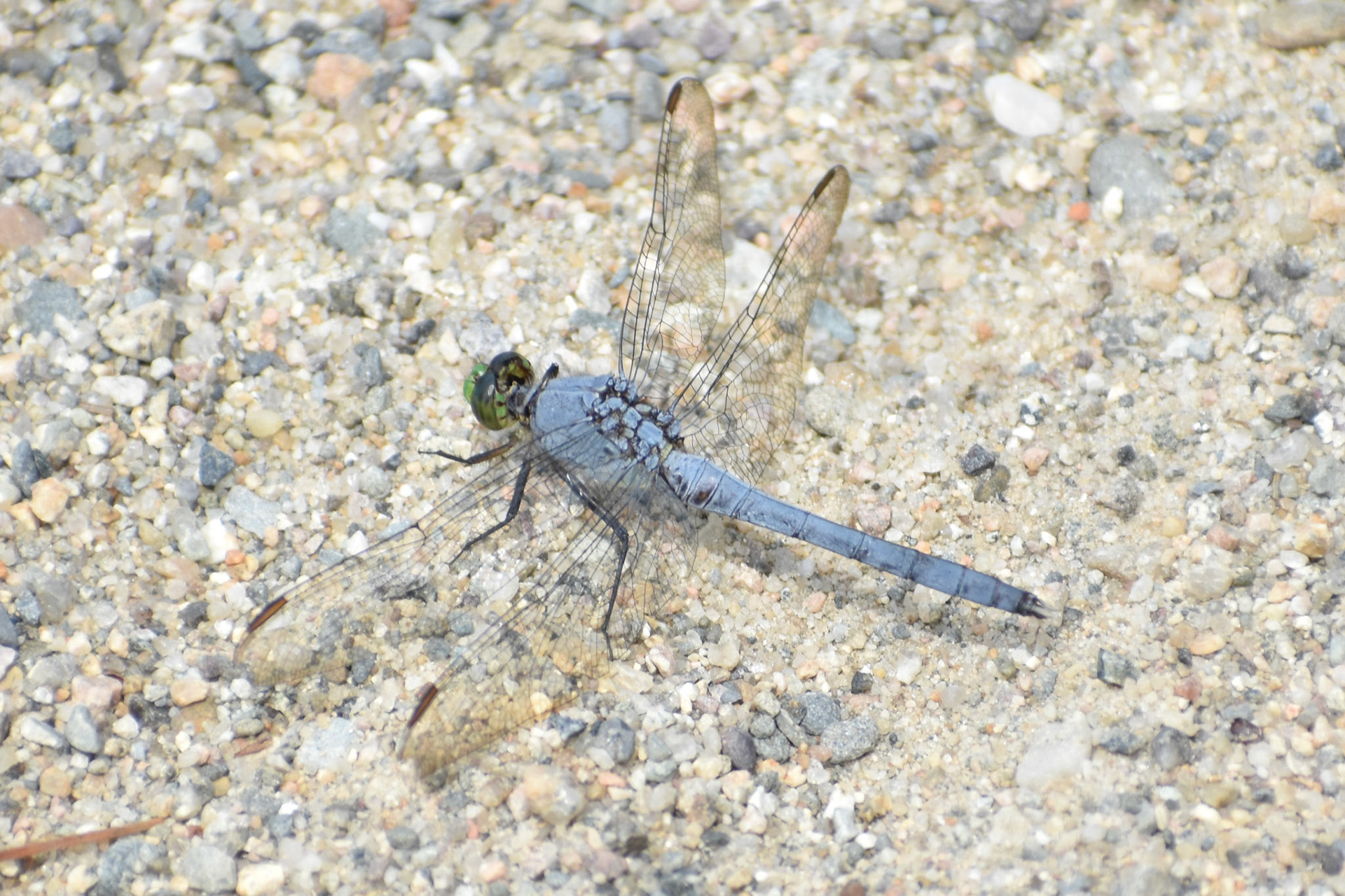 Eastern Pondhawk (male)