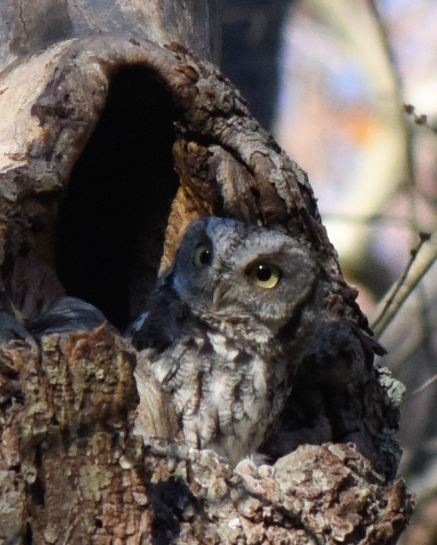 Eastern Screech Owl