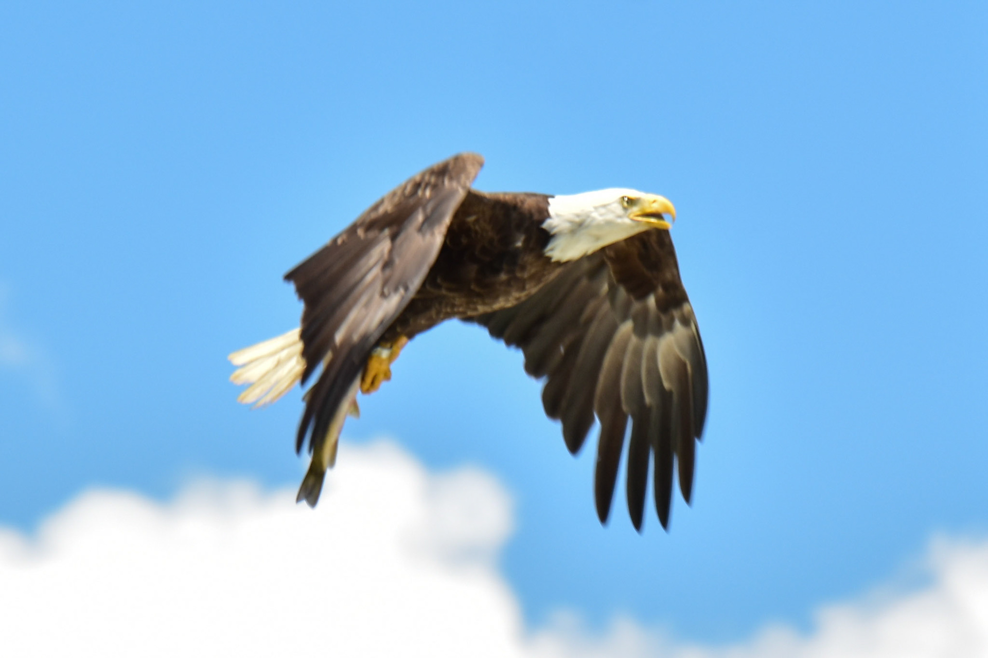 Bald Eagle