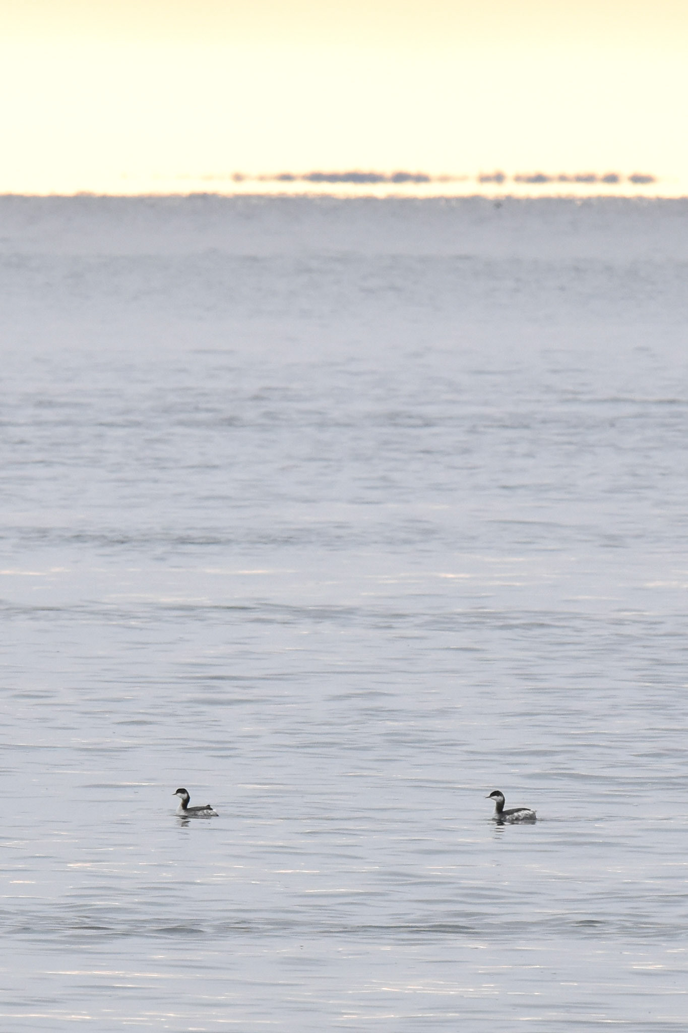 Horned Grebe