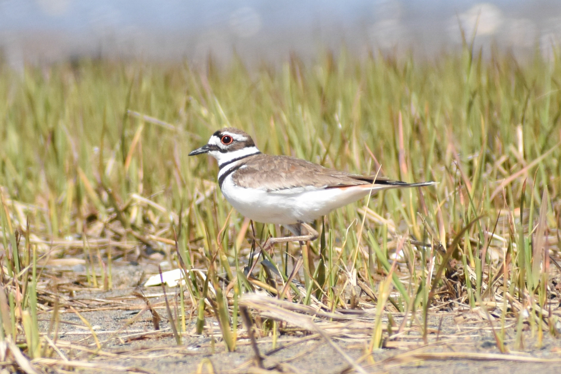 Killdeer