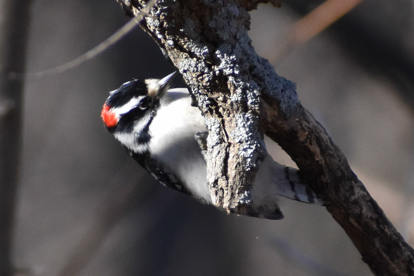 Downy Woodpecker