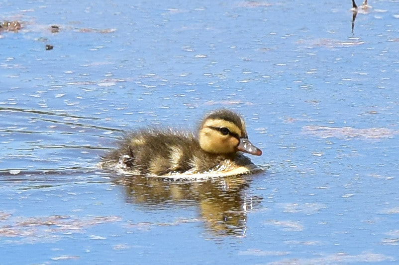 Mallard (juvenile)