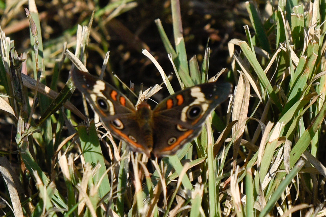 Common Buckeye