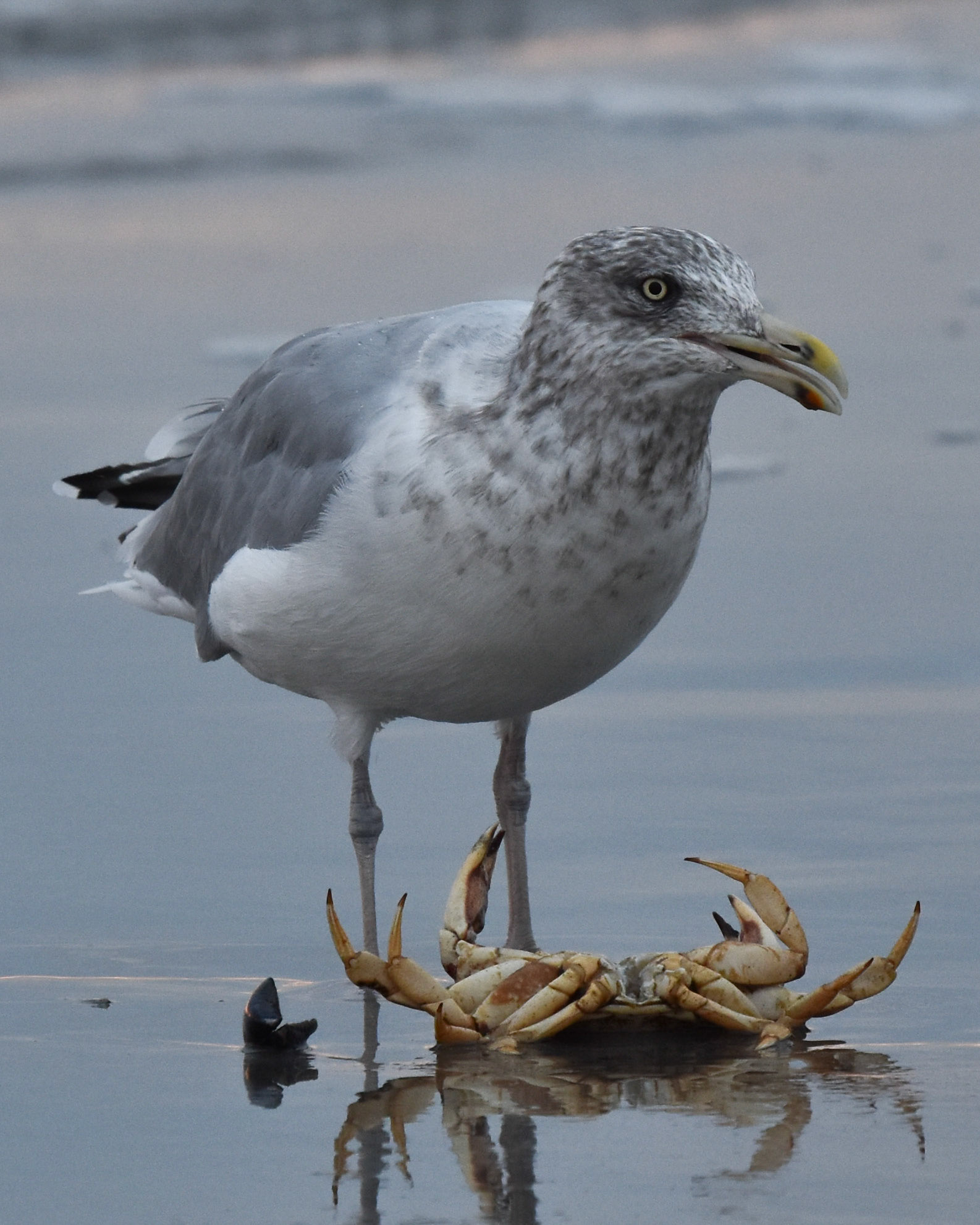 Herring Gull (juvenile)