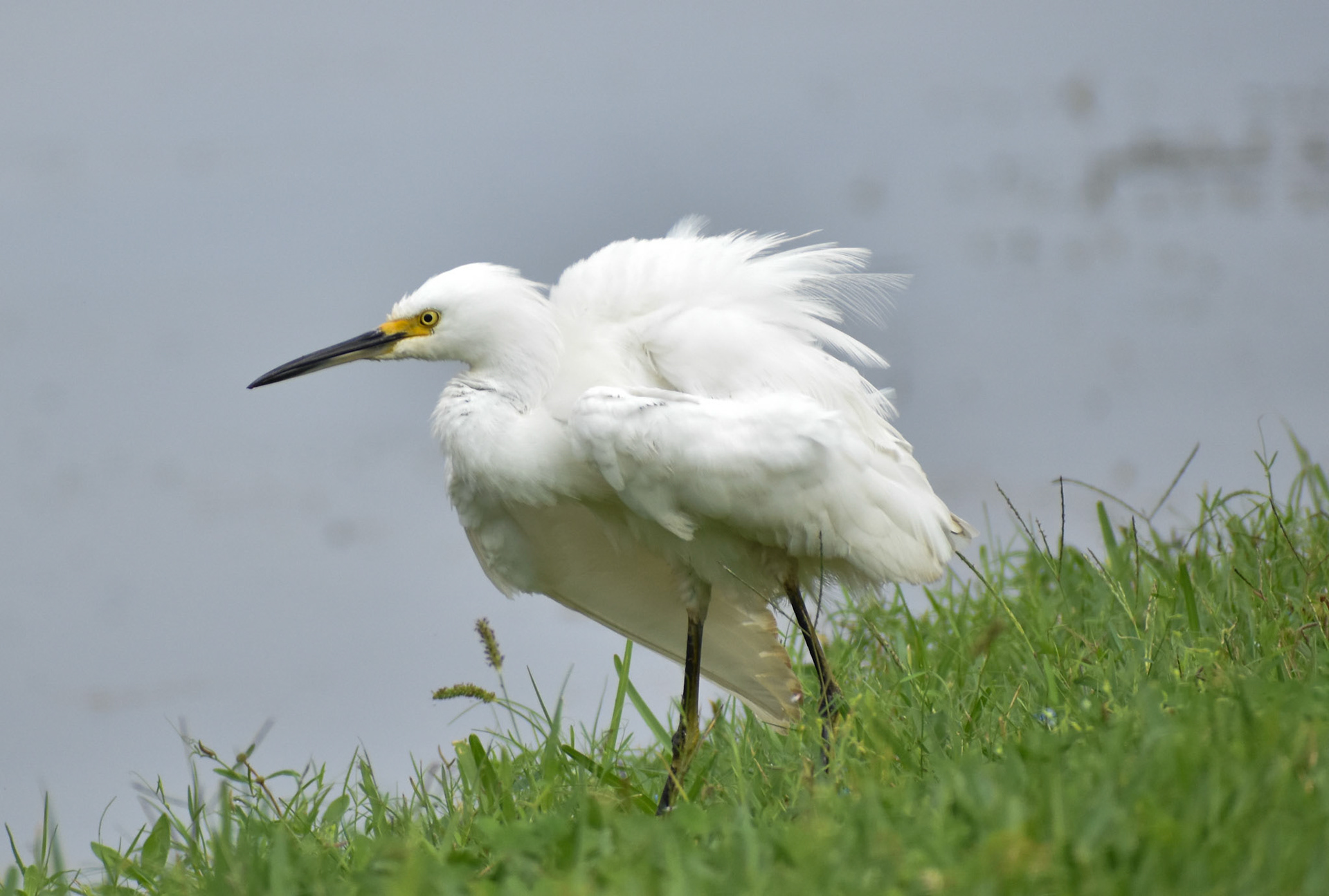 Snowy Egret