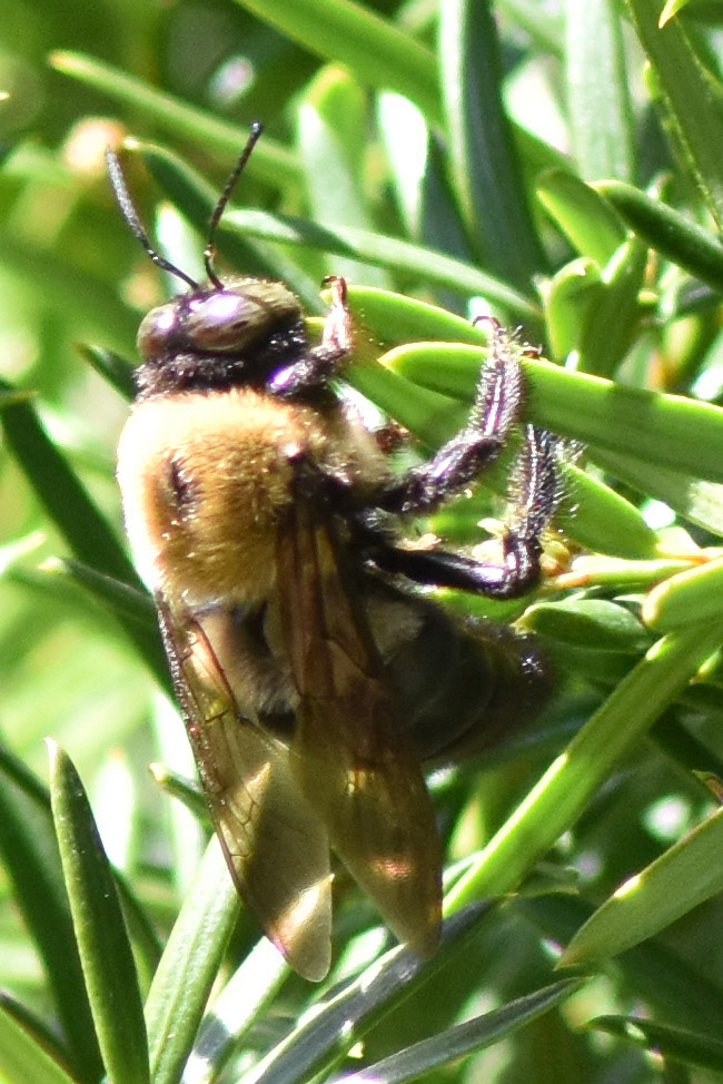 Eastern Carpenter Bee