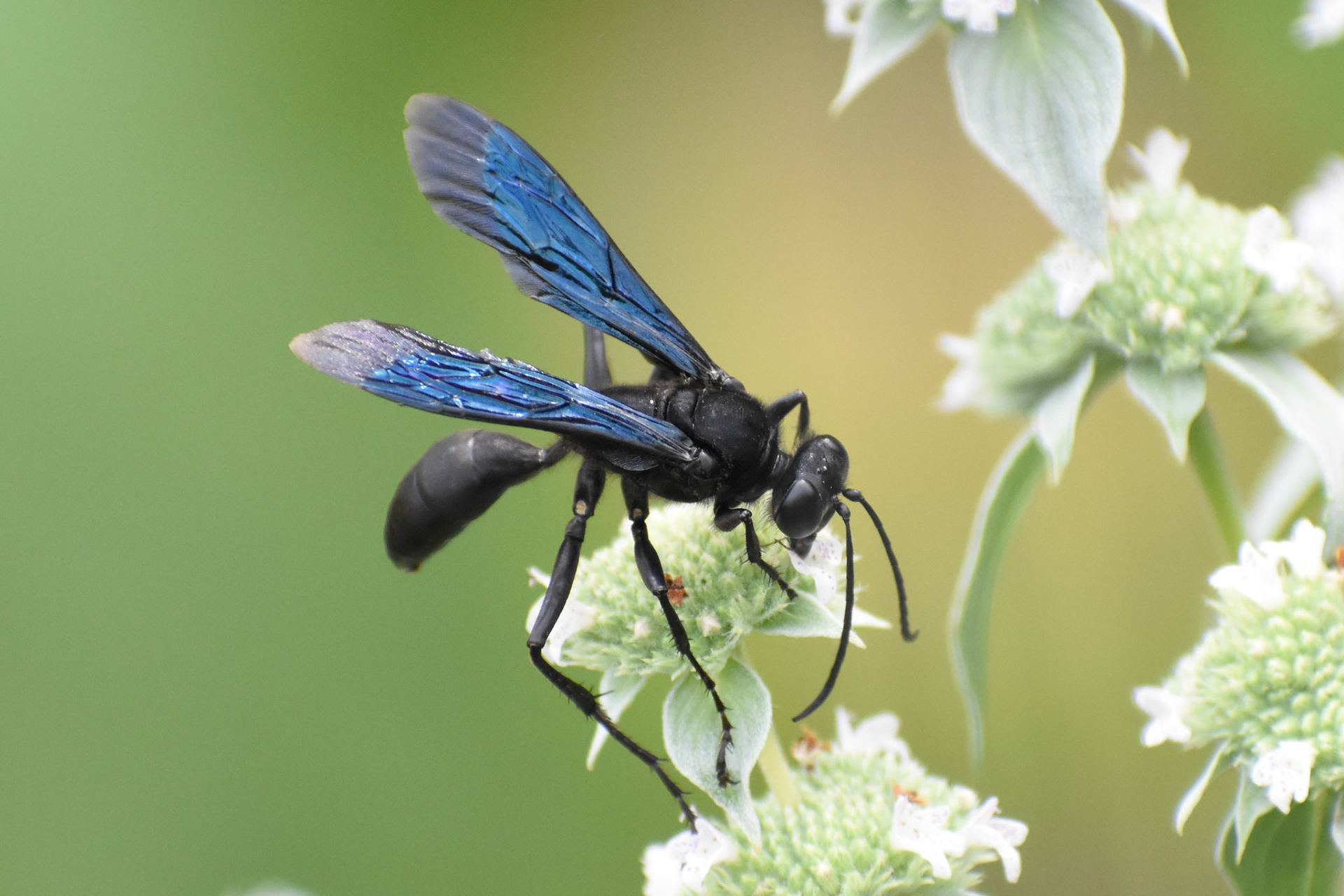 18. Great Black Digger Wasp - taken!