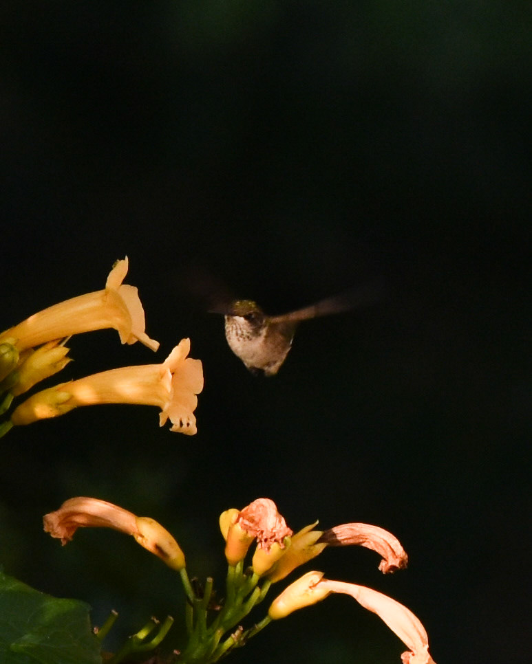 Ruby-throated Hummingbird