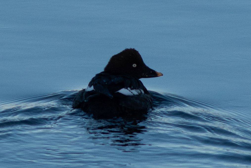 Common Goldeneye (female)
