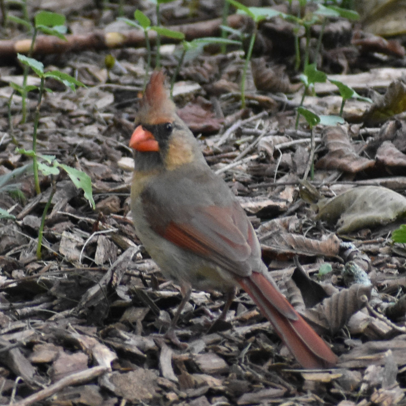 Northern Cardinal