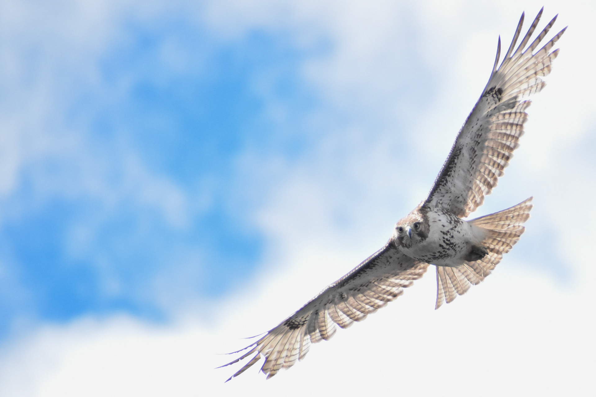 Red-tailed Hawk