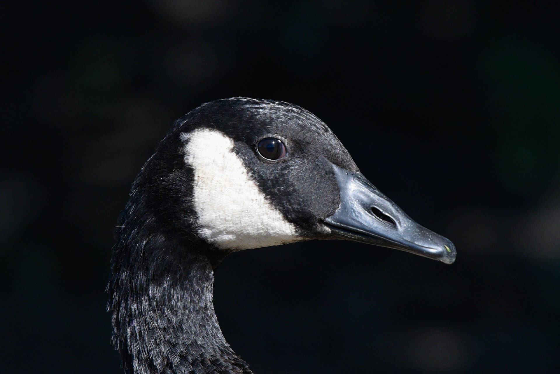 Canada Goose