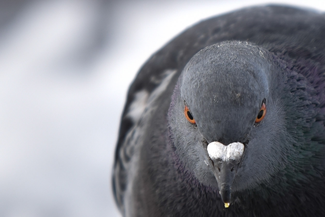 Rock Dove