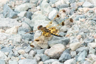 Calico Pennant (female)