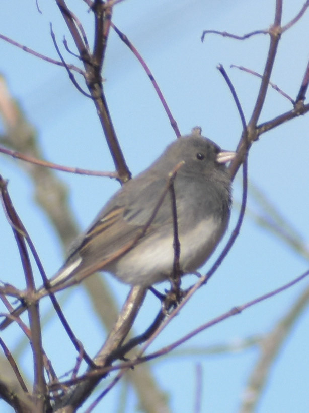 Dark-eyed Junco