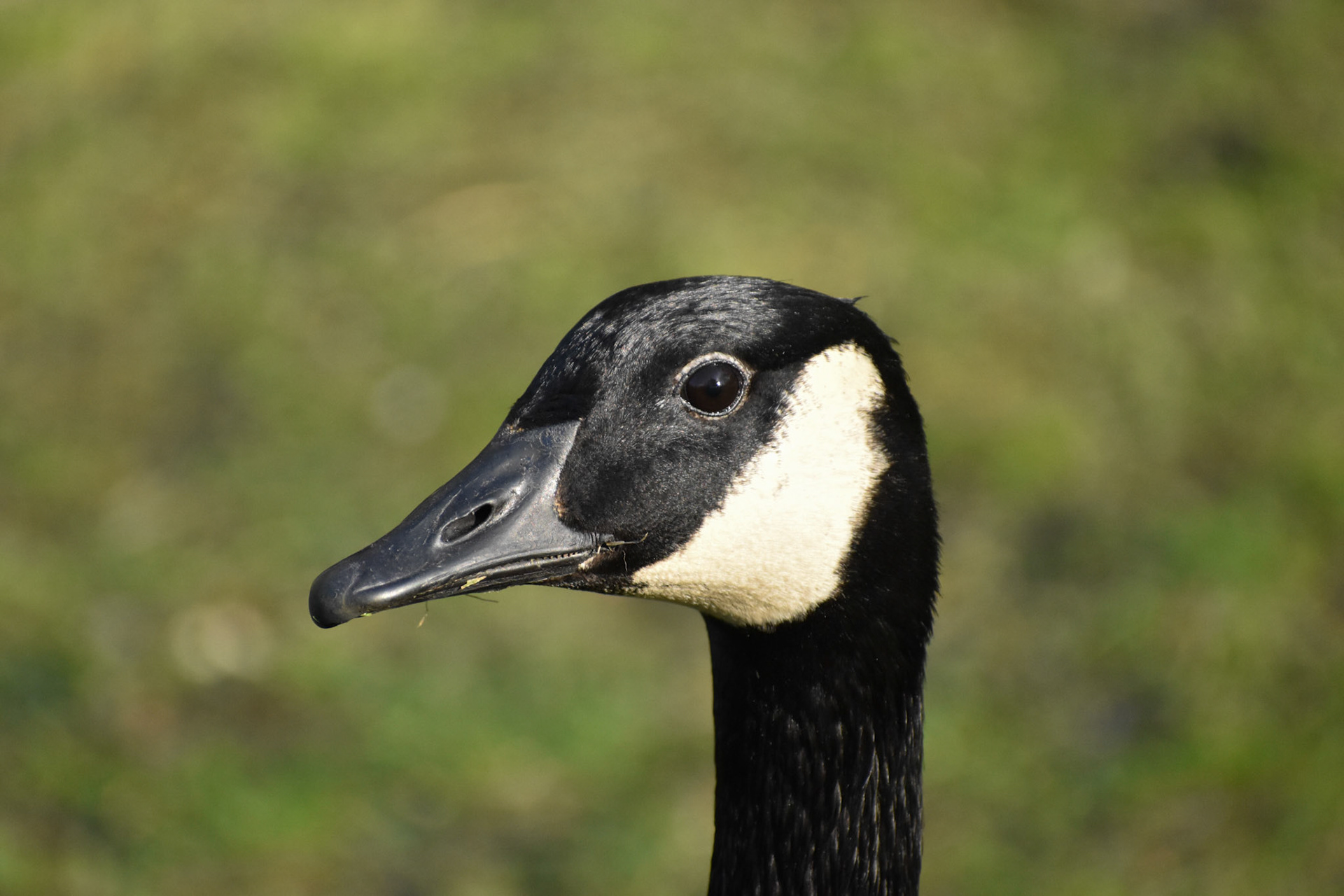 Canada Goose