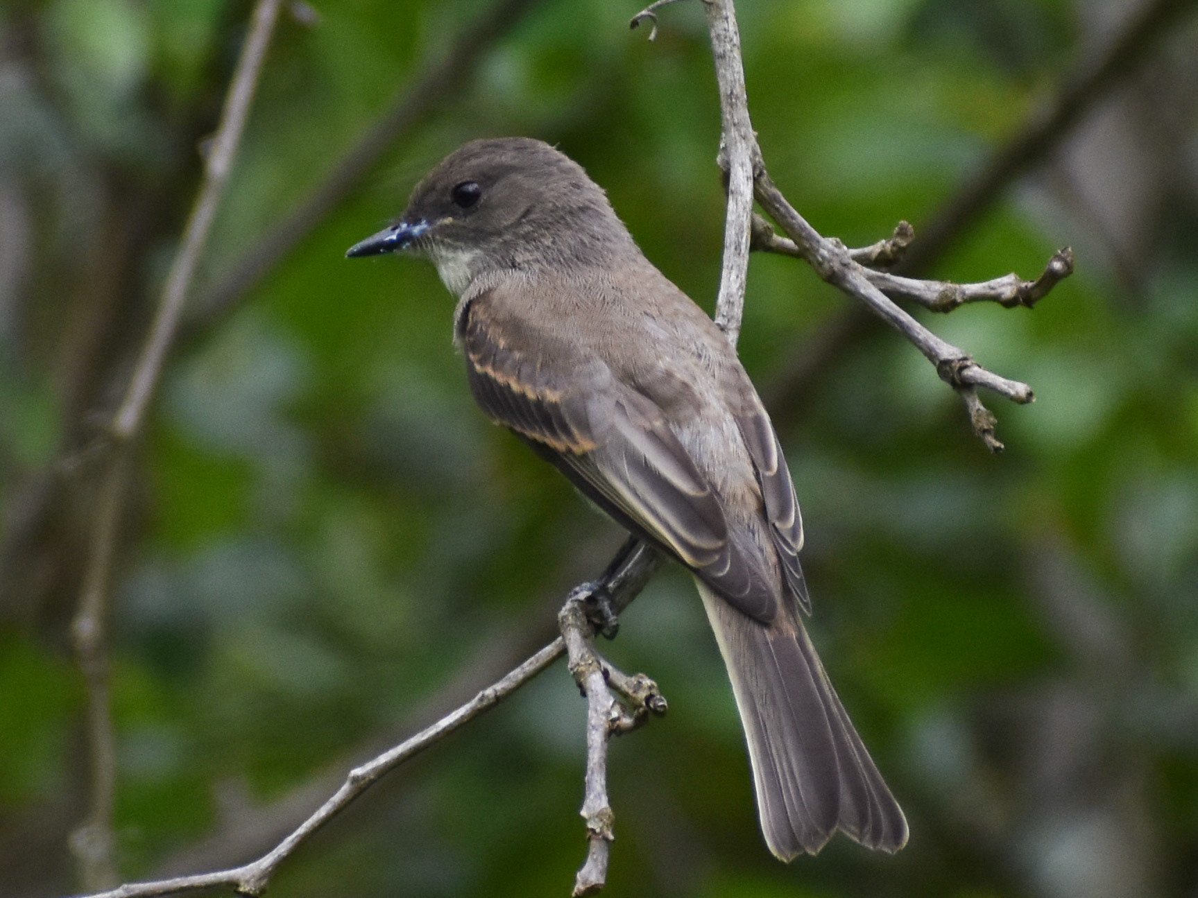 Eastern Wood-pewee