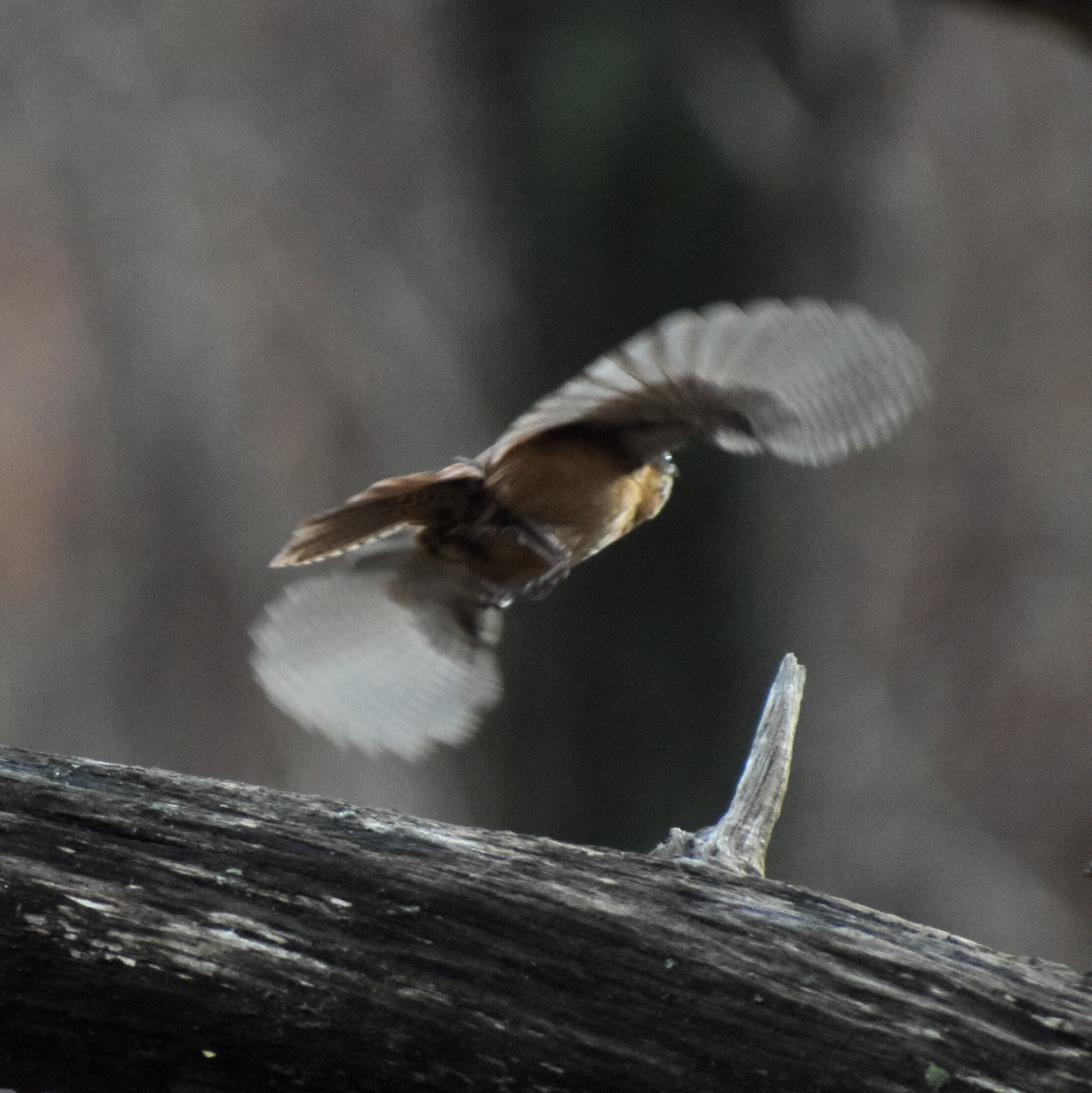 Carolina Wren