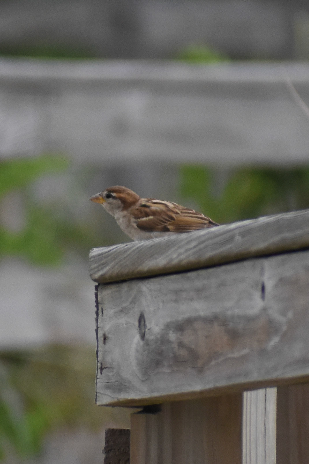 House Sparrow (female)