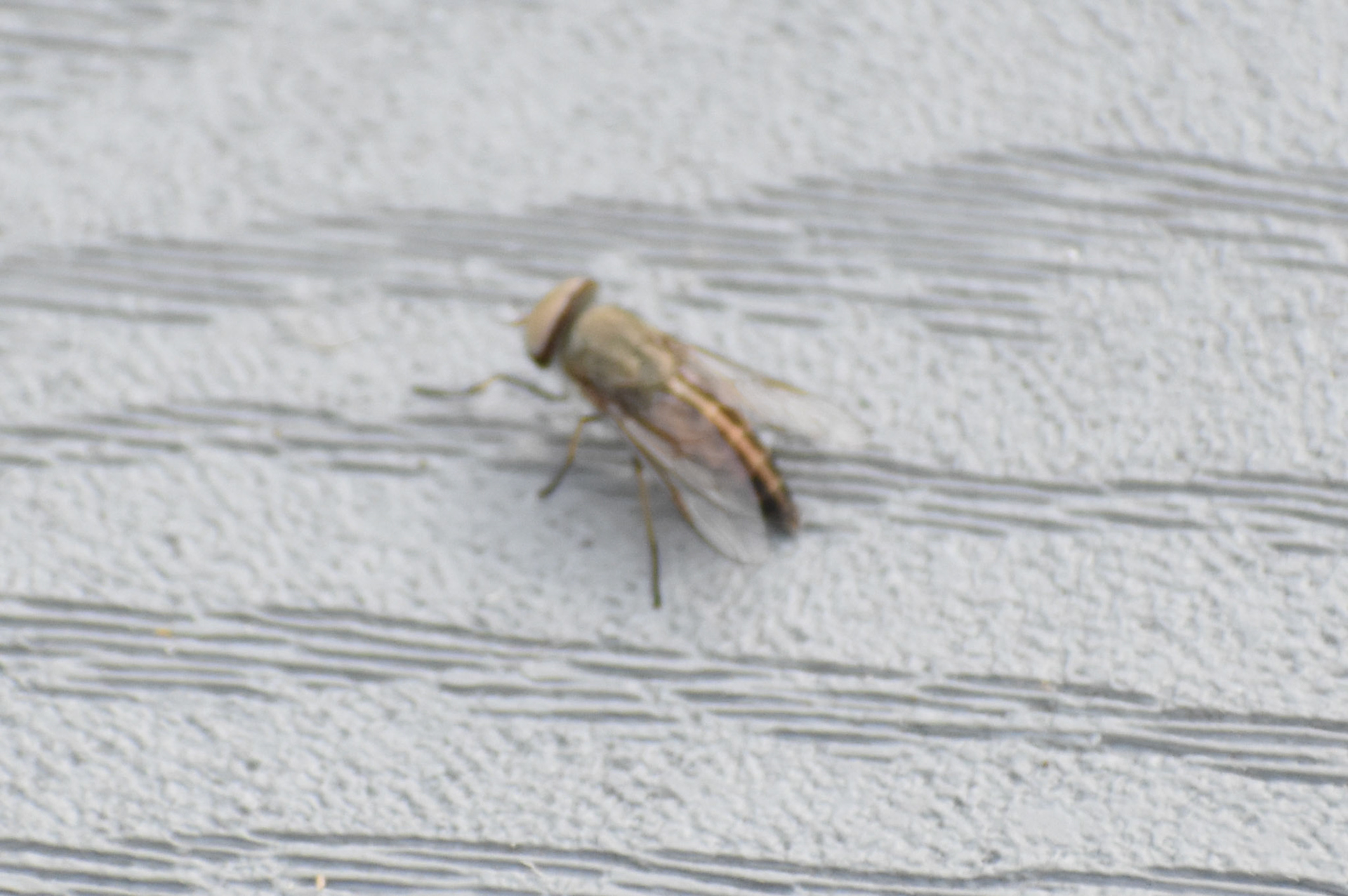 Saltmarsh Greenhead Fly