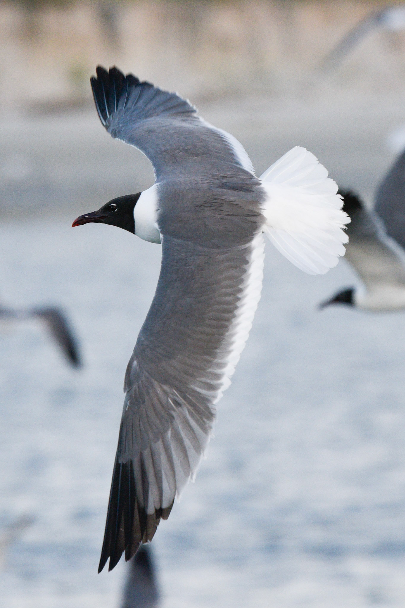 Laughing Gull (adult)