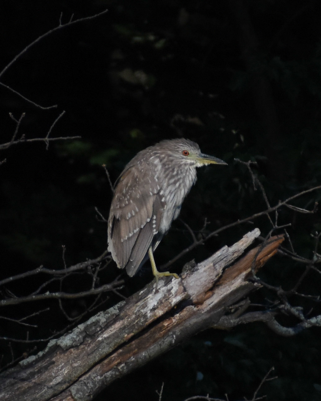 Black-crowned Night Heron (juvenile)