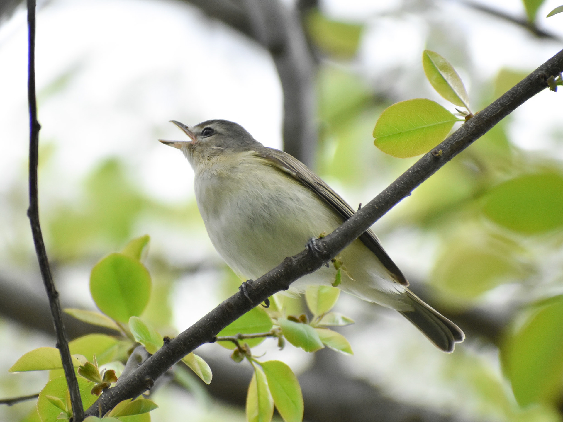 Warbling Vireo